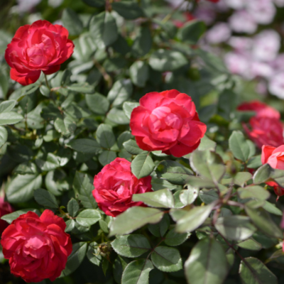 rose plants for sale