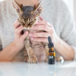 cbd for cats